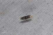 Schorspedaalmot (Argyresthia glaucinella), micro