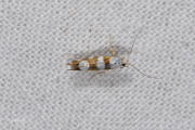 Sierlijke pedaalmot (Argyresthia brockeella), micro