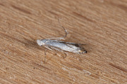 Sleedoornhangmatmot (Lyonetia prunifoliella), micro