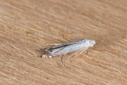 Sleedoornhangmatmot (Lyonetia prunifoliella), micro