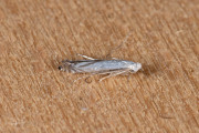 Sleedoornhangmatmot (Lyonetia prunifoliella), micro