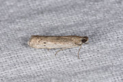 Smalle weidemot (Phycitodes maritima), micro