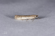 Smalle weidemot (Phycitodes maritima), micro