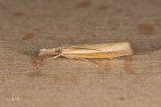 Smalle witlijngrasmot (Agriphila selasella), micro