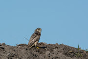 Smelleken / Merlin (Falco columbarius)