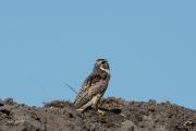 Smelleken / Merlin (Falco columbarius)