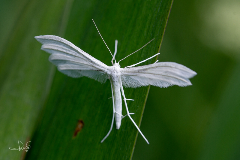 Sneeuwwitte vedermot / White Plume Moth (Pterophorus pentadactyla), micro
