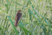 Sprinkhaanzanger / Common Grasshopper Warbler (Locustella naevia)