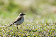 Tapuit / Northern Wheatear (Oenanthe oenanthe)