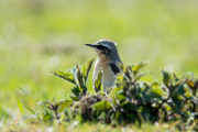 Tapuit / Northern Wheatear (Oenanthe oenanthe)