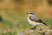 Tapuit / Northern Wheatear (Oenanthe oenanthe)