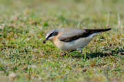 Tapuit / Northern Wheatear (Oenanthe oenanthe)