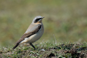 Tapuit / Northern Wheatear (Oenanthe oenanthe)