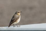 Tapuit / Northern Wheatear (Oenanthe oenanthe)