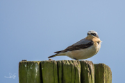 Tapuit / Northern Wheatear (Oenanthe oenanthe)