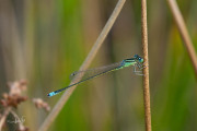 Tengere grasjuffer / Small Bluetail (Ischnura pumilio)