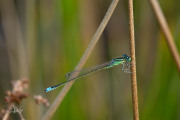 Tengere grasjuffer / Small Bluetail (Ischnura pumilio)