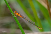 Tengere grasjuffer / Small Bluetail (Ischnura pumilio)