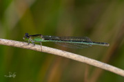 Tengere grasjuffer / Small Bluetail (Ischnura pumilio)