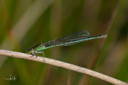 Tengere grasjuffer / Small Bluetail (Ischnura pumilio)