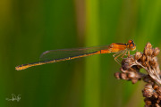 Tengere grasjuffer / Small Bluetail (Ischnura pumilio)