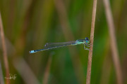 Tengere grasjuffer / Small Bluetail (Ischnura pumilio)