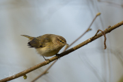 Tjiftjaf / Common Chiffchaff (Phylloscopus collybita)