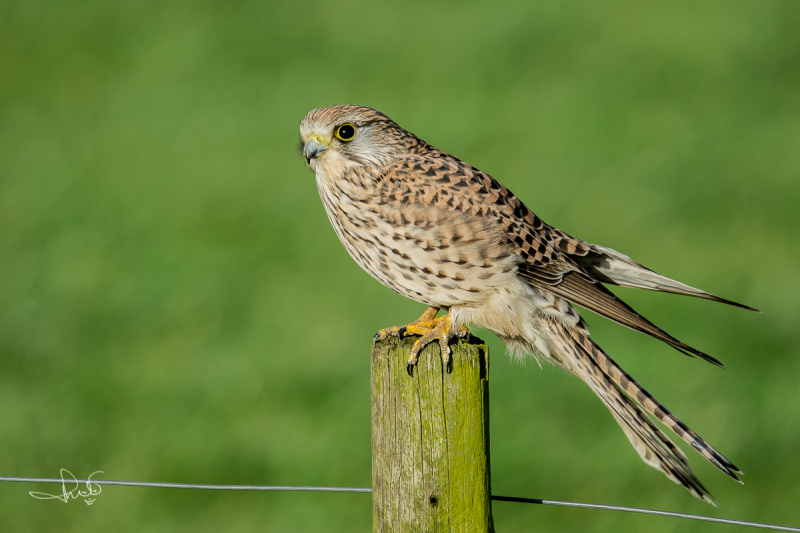 Torenvalk / Common Kestrel (Falco tinnunculus)