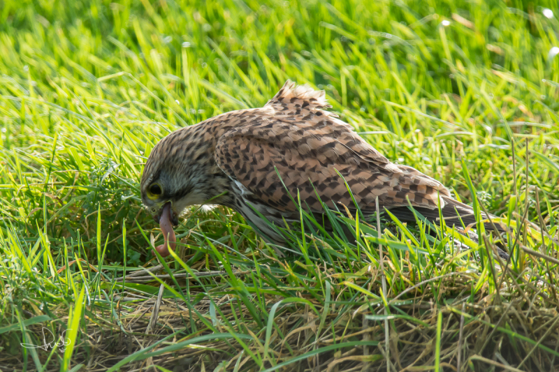 Torenvalk / Common Kestrel (Falco tinnunculus)