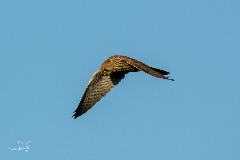 Torenvalk / Common Kestrel (Falco tinnunculus)