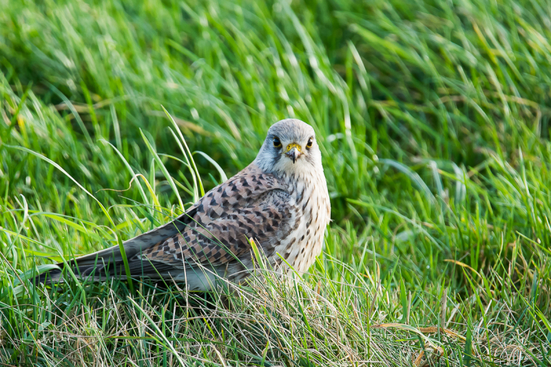 Torenvalk / Common Kestrel (Falco tinnunculus)