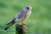 Torenvalk / Common Kestrel (Falco tinnunculus)