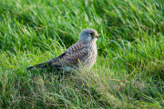 Torenvalk / Common Kestrel (Falco tinnunculus)