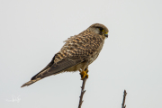 Torenvalk / Common Kestrel (Falco tinnunculus)