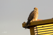 Torenvalk / Common Kestrel (Falco tinnunculus)