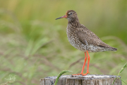 Tureluur / Common Redshrank (Tringa totanus)