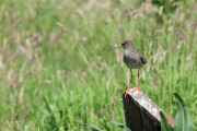 Tureluur / Common Redshrank (Tringa totanus)