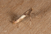 Variabele elzensteltmot / Scarce Alder Slender (Caloptilia falconipennella), micro