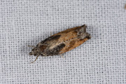 Variabele oogbladroller (Epinotia nisella), micro