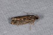 Variabele oogbladroller (Epinotia nisella), micro