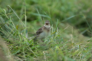 Veldleeuwerik / Eurasian Skylark (Alauda arvensis)