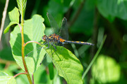 Venwitsnuitlibel / Small Whiteface (Leucorrhinia dubia)