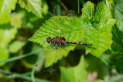 Venwitsnuitlibel / Small Whiteface (Leucorrhinia dubia)