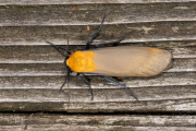 Viervlakvlinder / Four-spotted Footman (Lithosia quadra)