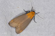 Viervlakvlinder / Four-spotted Footman (Lithosia quadra)