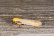 Viervlakvlinder / Four-spotted Footman (Lithosia quadra)