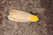 Viervlakvlinder / Four-spotted Footman (Lithosia quadra)