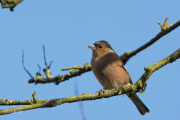 Vink / Common Chaffinch (Fringilla coelebs)