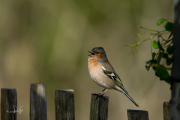 Vink / Common Chaffinch (Fringilla coelebs)