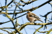 Vink / Common Chaffinch (Fringilla coelebs)